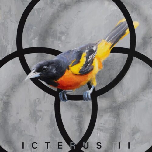stef.in – Icterus II