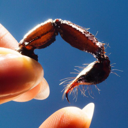 Squid – Cowards