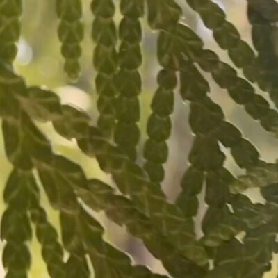 Le Vivier/Semaine du Neuf : Dylan Robinson – sxelxéles te tl&rsquo;etl&rsquo;áxel / designs for inviting, les mots de la direction artistique