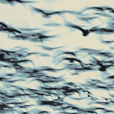 Bellbird – The Call