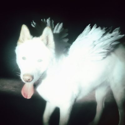 Fat Dog – Cancel Me (I’m Tired)
