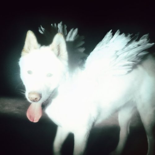 Fat Dog – Cancel Me (I’m Tired)
